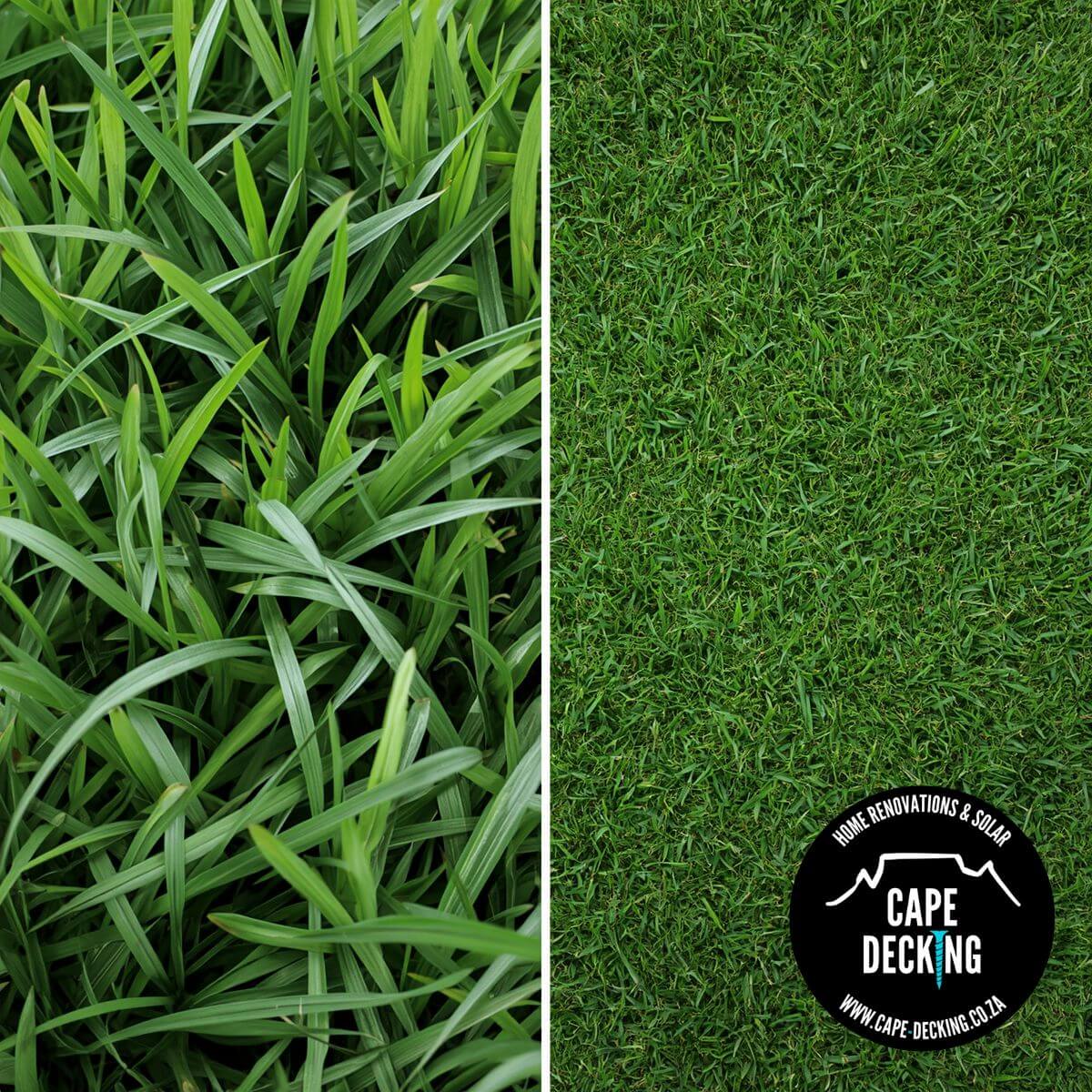 roll on lawn - kikuyu grass vs buffalo grass - kikuyu vs lm berea grass