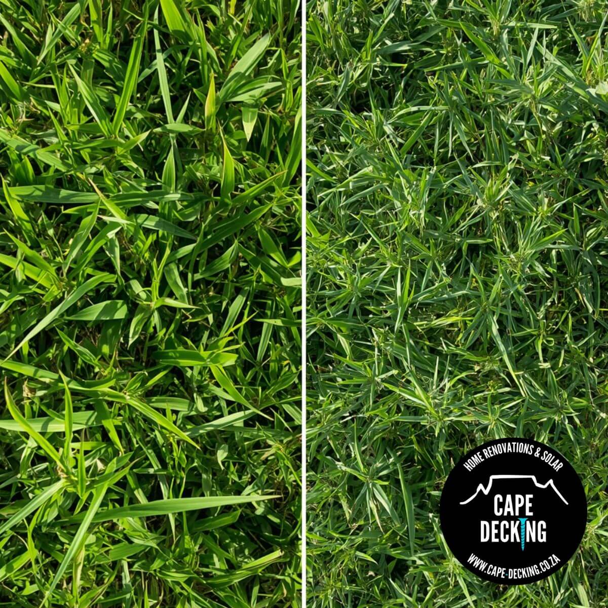 roll on lawn - kikuyu grass vs buffalo grass - kikuyu vs lm berea grass